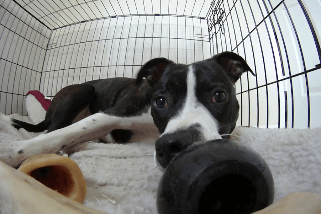 Crate Training A Puppy: Suggestions For Success!