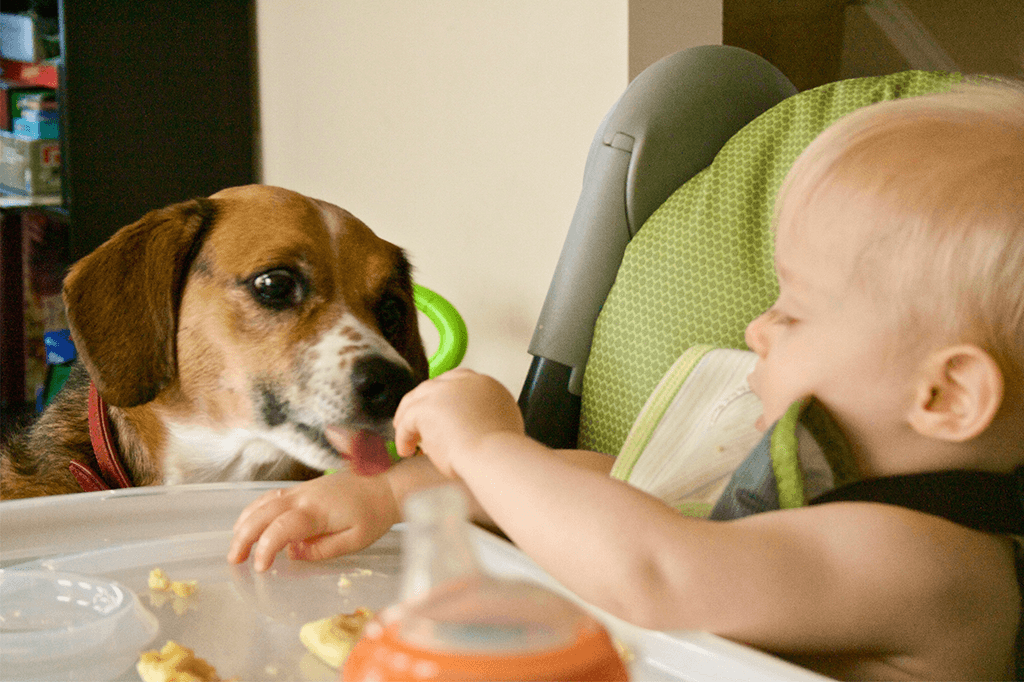 Everything You Need To Know About Feeding Puppies