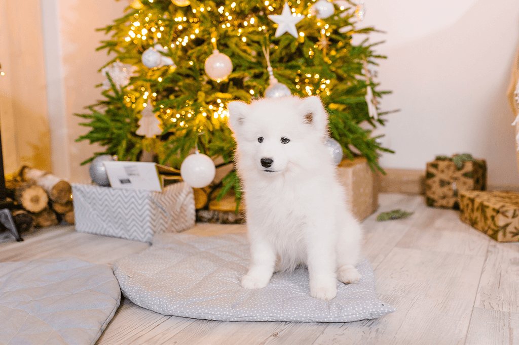 Making It Through Christmas: Dog Safety Tips