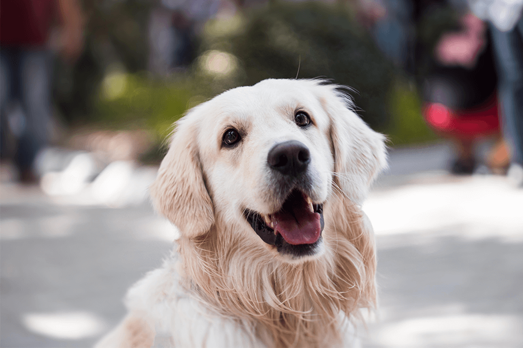 Mental Stimulation for Dogs – 5 Creative Ideas