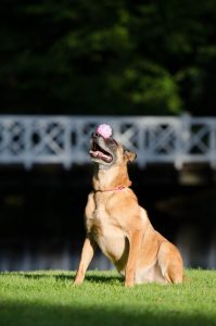 Dog trying out fun dog tricks by balancing a ball on his nose