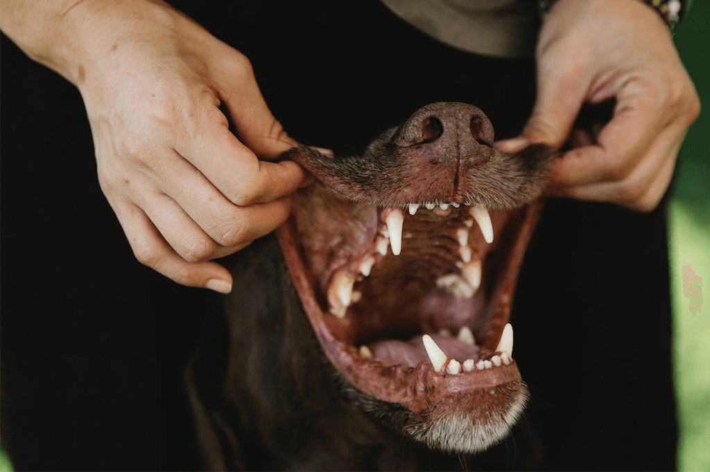 Caring For Your Dog’s Teeth