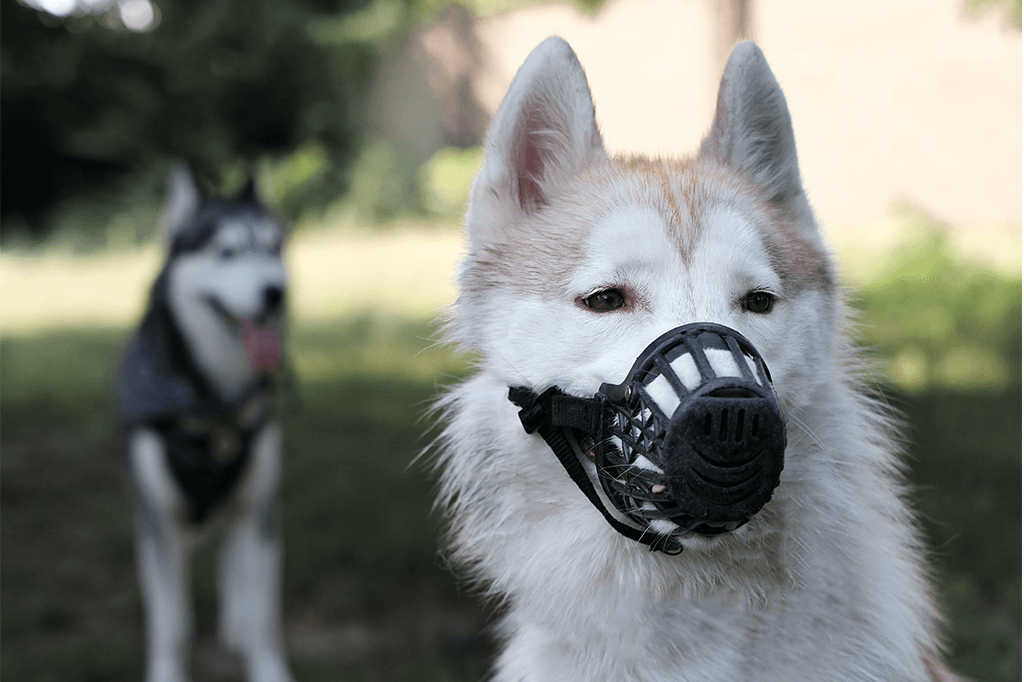 Muzzle Training Your Dog