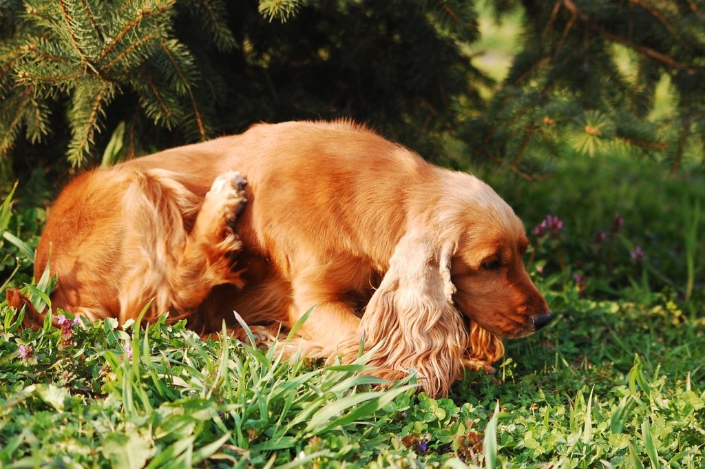 4 Ways To Stop Your Itchy Dog From Scratching and Biting Their Skin!