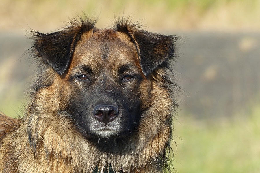 Alpha dog food outlet pets at home