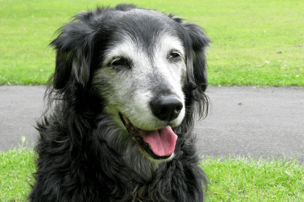 8 Ways To Make Life Easier For Your Senior Dog