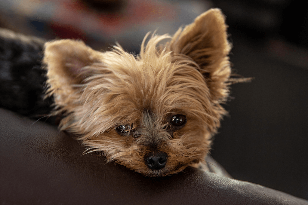 Dealing With Your Dog’s Separation Anxiety