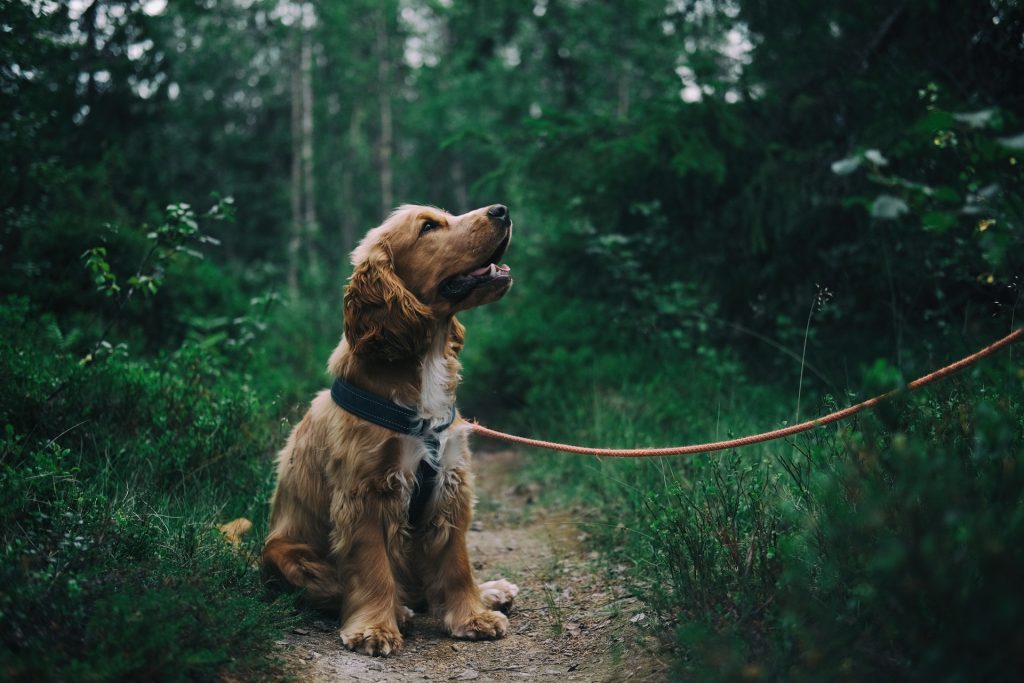 6 Tips for Walking a Reactive Dog