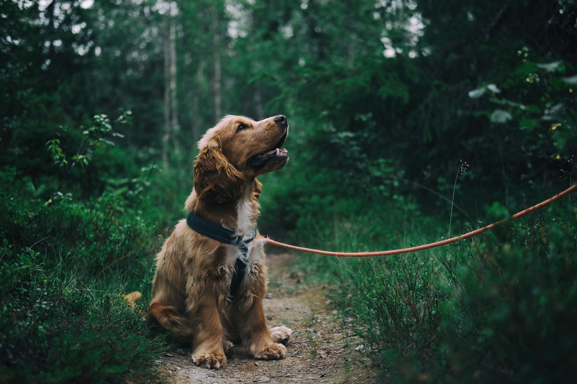 Dog on a leash showing dog body language