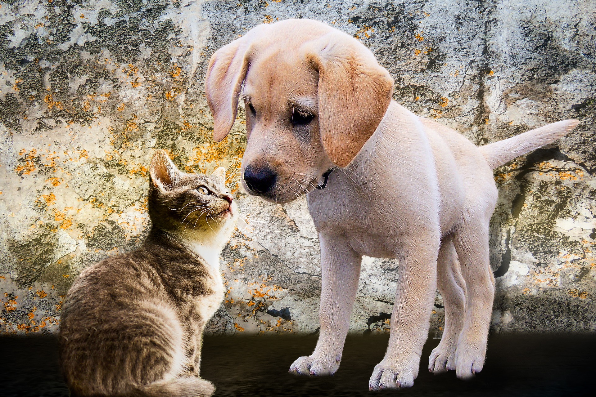 A puppy with a cat showing how important it is to socialize a puppy