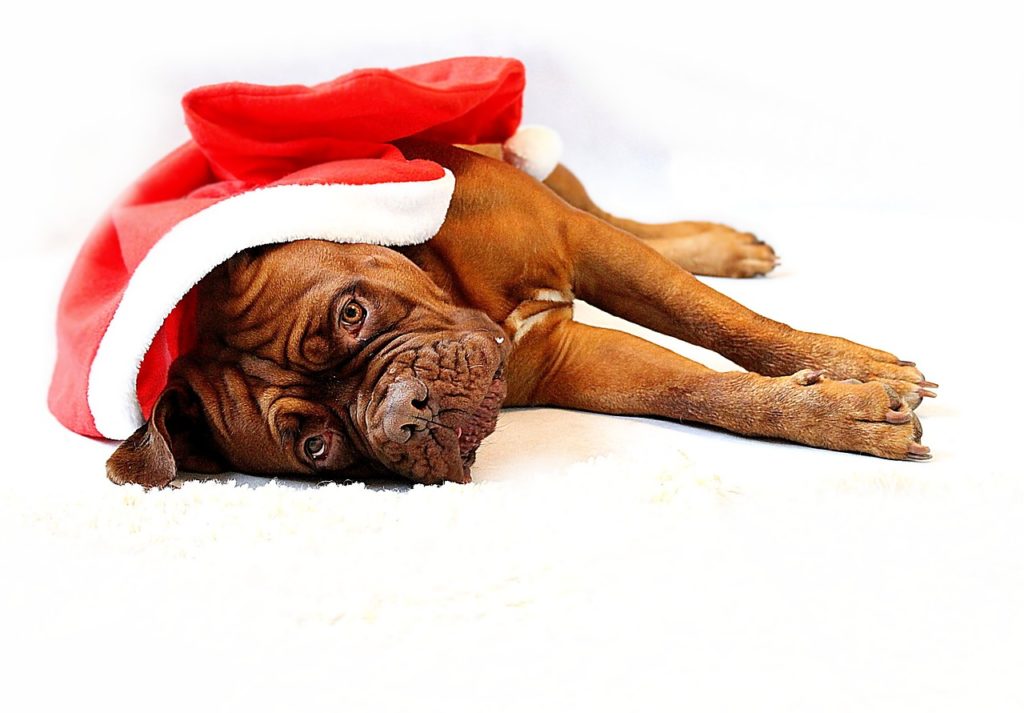 Making It Through Christmas: Dog Safety Tips