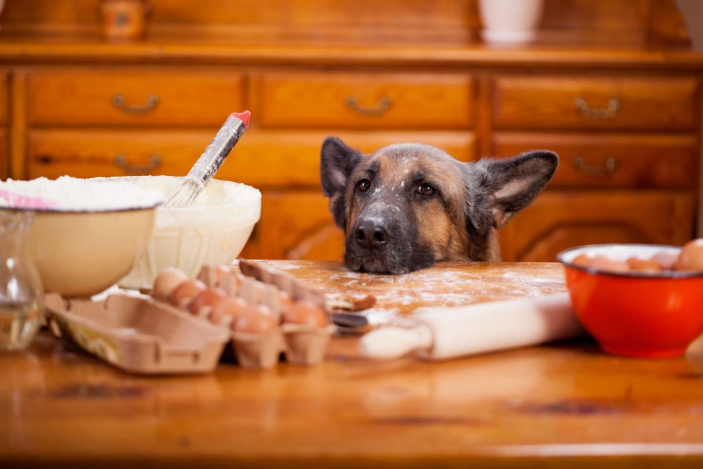 how to keep your dog from jumping on the counter