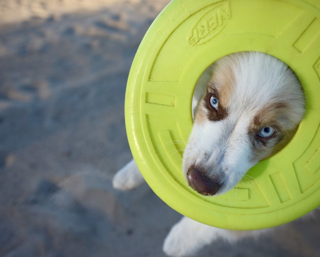 7 Must-Have Dog Toys To Keep Your Pet’s Mind Active