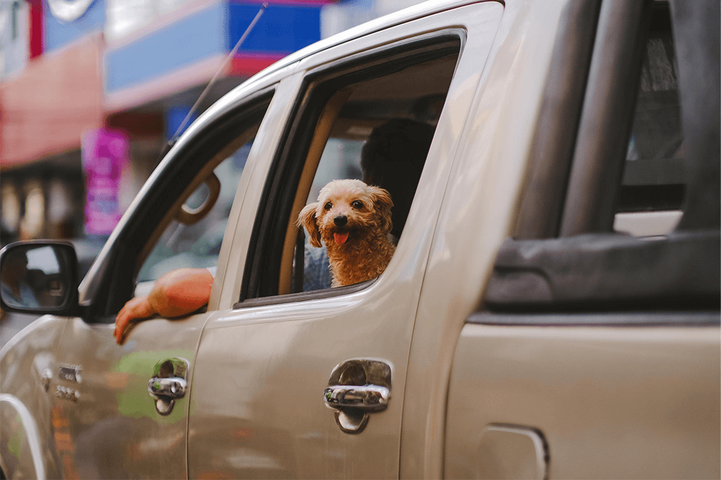 Training Tips For Traveling With Your Dog