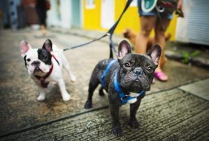 two bulldogs show that harness training is important when traveling with your dog