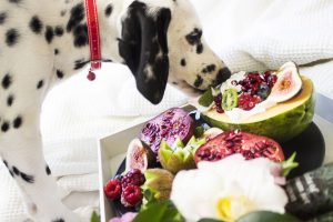 A dalmation snacking on fresh fruit to lose weight