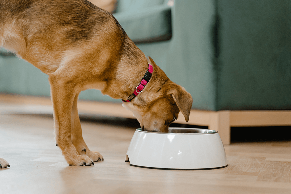 Is Your Dog A Picky Eater?