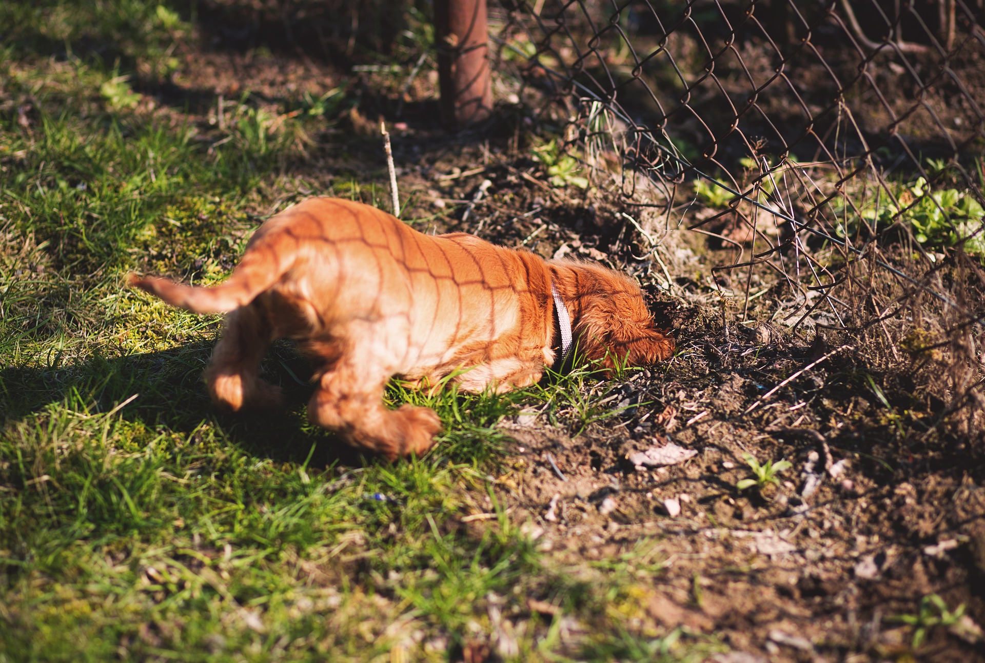 6 Ways to Stop a Dog from Digging Up Your Garden