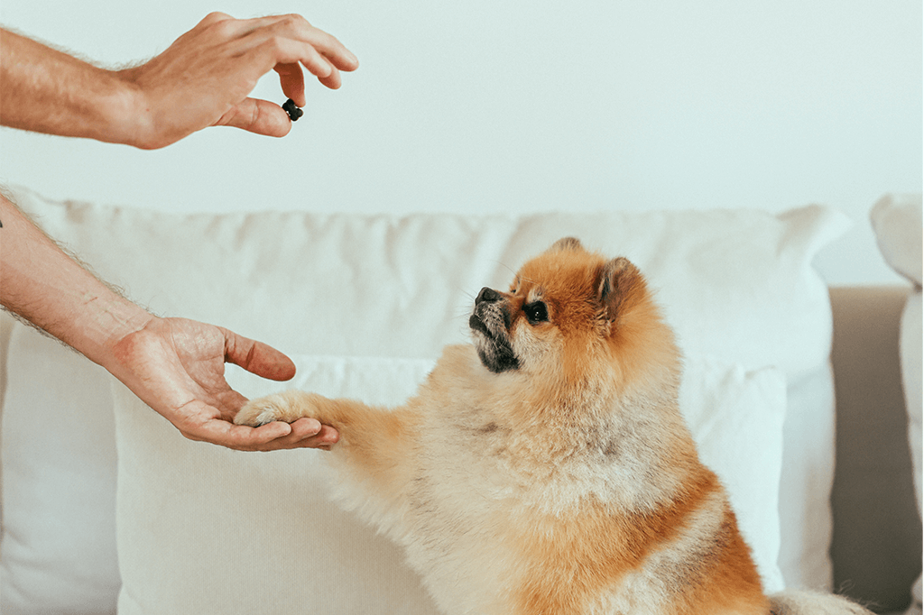 5 Natural Dog Supplements To Boost Your Pet’s Health