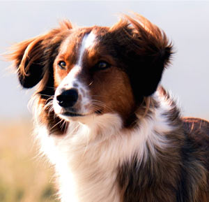 Australian Shepherd