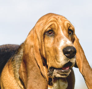 Basset Hound