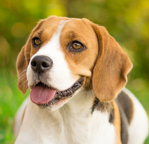 Beagle