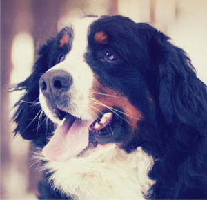 Bernese Mountain Dog