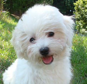 Bichon Frise