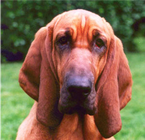 Bloodhound