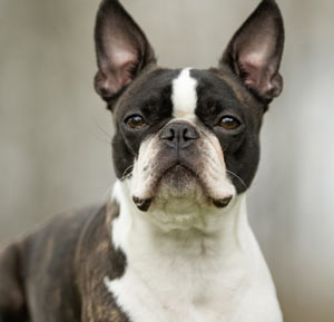 Boston Terrier