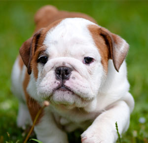 Bulldog