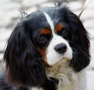 Cavalier King Charles Spaniel