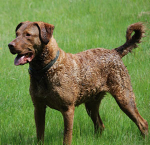 Chesapeake Bay Retriever