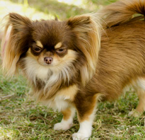 Chihuahua (Long Coated)