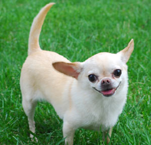 Chihuahua