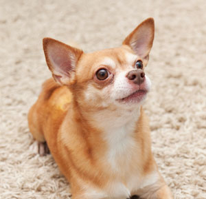 Smooth coated Chihuahua