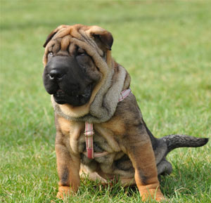 Chinese Shar Pei