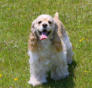 Cocker Spaniel