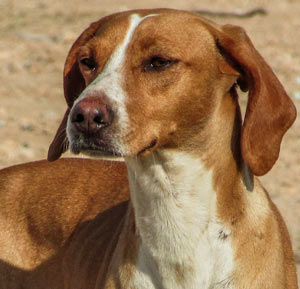 American English Coonhound