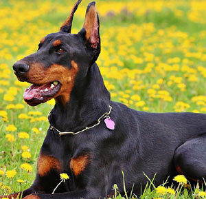 Doberman Pinscher