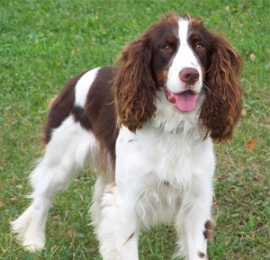 English Springer Spaniel