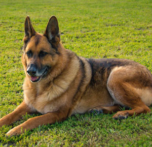 German Shepherd