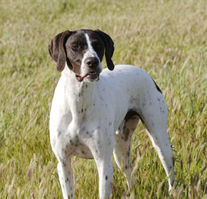 German Shorthaired Pointer