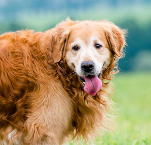 Golden Retriever