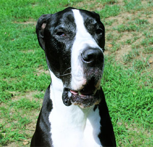 Great Dane