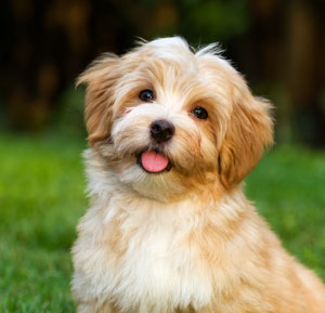 Havanese