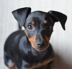 Miniature Pinscher