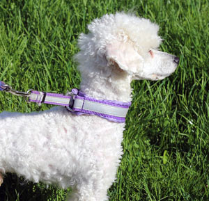 Miniature Poodle