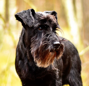 Miniature Schnauzer