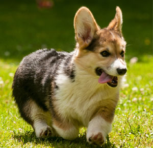 Pembroke Welsh Corgi